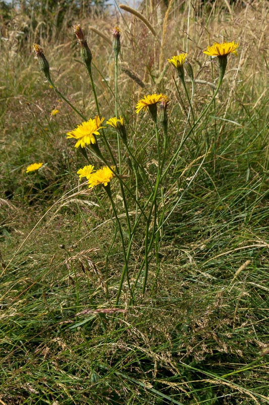 Scorzoneroides autumnalis / Dente di leone ramoso